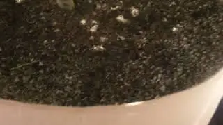 2020 grow: cereal milk 3 weeks flower