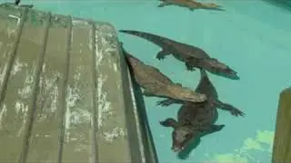 Central Florida Snapshots