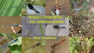 Britain's Dragonflies - the Common Species