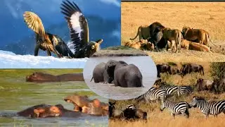 Animal competition# wildlife explorers# elephent # zebra# YouTube video# please subscribe.