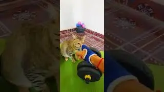 Bely Exercise at home😂##funny #cat #comedy #fun #cambodia #animals #games