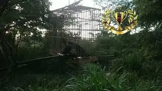 curio wolverine VS pintado de curionopolis