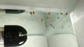 Powder blue cichlid (Pseudotropheus socolofi) fry update