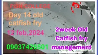 Day 14(2week Old) #Catfish fry management.avoid overcrowding to aid fast growth and more