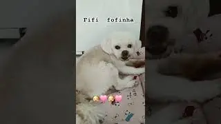 FIFI LIKES COMMENT #DOG #PETFASHION #PUPPY #LOVE #ANIMALS #YOUTUBESHORTS #ANIMALS #LIKESFORLIKE