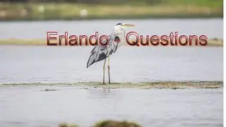 Erlando - Questions | Royalty Free Music ♫ |   | 2021