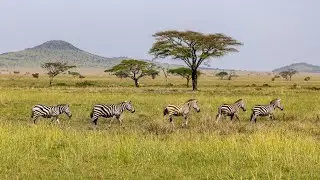 Africa Jungle Documentary | अनकही कहानी &ndash; जानवरों की दुनिया के अंदर #africawildlife#africajungle