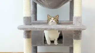 Large Cat Tree and Tower for Indoor Cats With Sisal-Covered Scratching