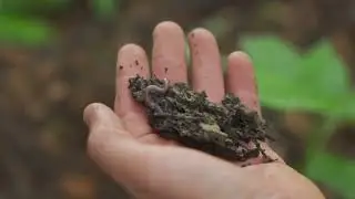 Soil health restoration Tairawhiti (Gisborne)  project developed for the local Iwi.