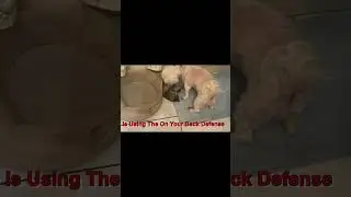0075 Destiny Deva Kitty Testing Coco Puff Dog's Patience #Shorts #kitten #dog #play #Fight #Fighting