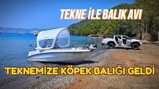 Teknemize Köpek Balığı Geldi. Fok balığı gördük. Gökova Körfezi balık Avı. #sharks #fok #balıkavı 