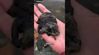 Mysterious Substance Like Venom Symbiote