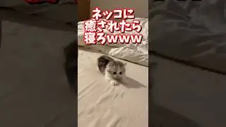 ネッコの動画で癒されたら寝ろｗｗｗ　#2ch  #動物  #猫 #癒やし #ねこ動画
