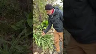 Manfreda - the plant that gave x Mangave its spots! #plants #short