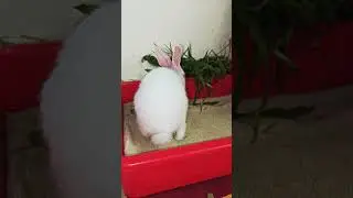 &hearts;️My Cute Bunny Krishna #cutebaby #baby #babylove #cute #rabbit #mybunny #cuteanimal #radhakrishna
