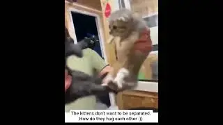 The kittens don't want to be separated. How do they hug each other :)) hugging kittens #cats