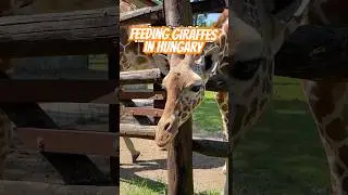 Feeding Giraffes at Debrecen Zoo 🦒 Unforgettable Family Moment in Hungary! 🇭🇺 #giraffe #zoo
