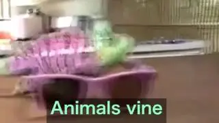 Animals Vine 2016
