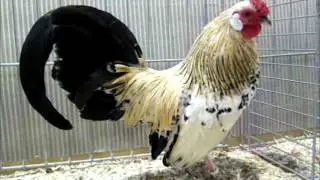 Bantam zitron-porzellanfarbig, Landesgefl&uuml;gelschau Ulm 2015