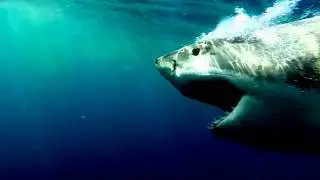 Great White Lies: Recovery Plans