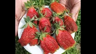 Клубника: КУПЧИХА - высадка конец июня 2019г.