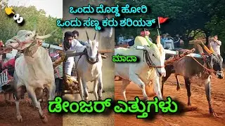 Shariat of oxen 🚩2025 || ox running karanataka part-2 #horirajastudio