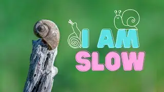 The Slowest Animals in the World: A Fun Video for Kids 🐢🐌