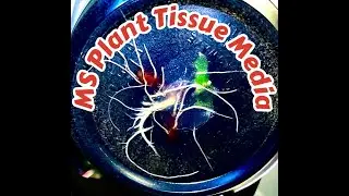 Making MS Plant Tissue Culture for Cacti