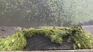 Panther Hollow Lake duckweed and algae down the drain 2023-08-25
