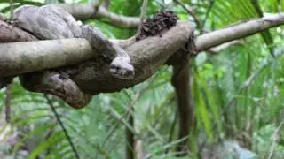 Herping Honduras, Hog Island Boa Constrictor