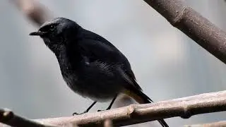 black redstart call.phoenicurus ochruros