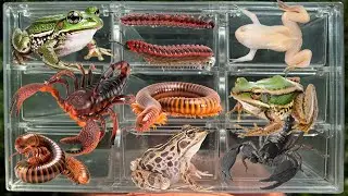 Fantastic Catch dangerous scorpions, Milipede, Frogs, Worm, Larva, bull frogs  in the countryside