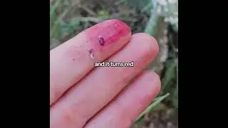Discover the Cochineal Bug: Nature's Red Dye Master