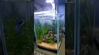 5 liter nano planted cube for betta