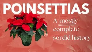 The Sordid Past of America's Favorite Christmas Plant | Poinsettia