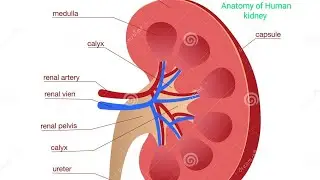 How to draw Kidney ||Part of Kidney ||मानव वृक का चित्र #structure of Kidney #science #biology #hap