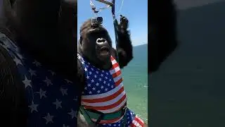 Gary Gorilla goes parasailing over the beach #adventure #gorillavlog #america #florida #fun