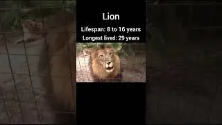 Big cat Lifespan #viralvideo #youtubeshorts