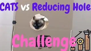 Cat vs Reducing Hole Challenge