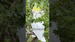 Cockatoo Calls: A Symphony of Sounds