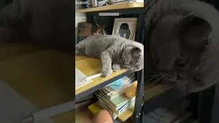 Cat Funny Videos 🙀 Cat Fails 😾 # Ep 4840