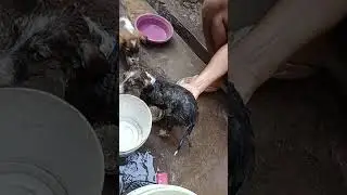 Bathing street puppies with care 🐶❤️ | सर्दी में सुरक्षित नहलाना