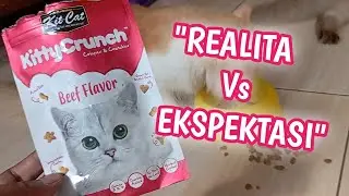 RIVIEW CEMILAN KUCING 