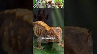 Land Animal With Largest Eyes