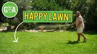 Lawn Care Tips For Everyone | Gardening 101 | Gardening Australia