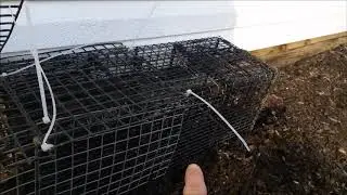 DIY Multi- Catch Cage Trap for Raccoons