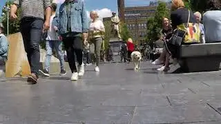 Rembrandt Square in Amsterdam Video