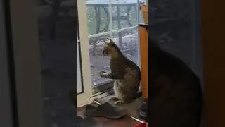 pleading kitty