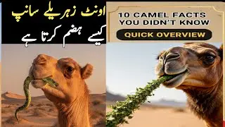 Camel Facts: اونٹ کے بارے میں آپ کیا نہیں جانتے؟ | Top 10 Amazing Facts in Urdu/Hindi