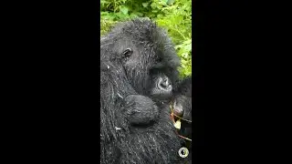 Ukwiyunga gave birth!